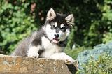 ALASKAN MALAMUTE 006